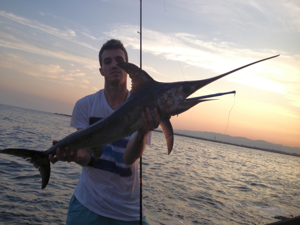 Broadbill swordfish landed from the rocks
